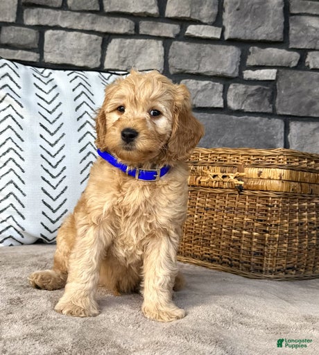 Gallery Image {{count}}