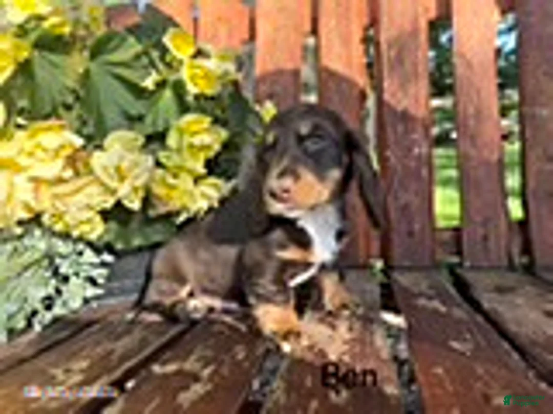 Miniature Dachshund dogs for sale: Ben - Ad 1