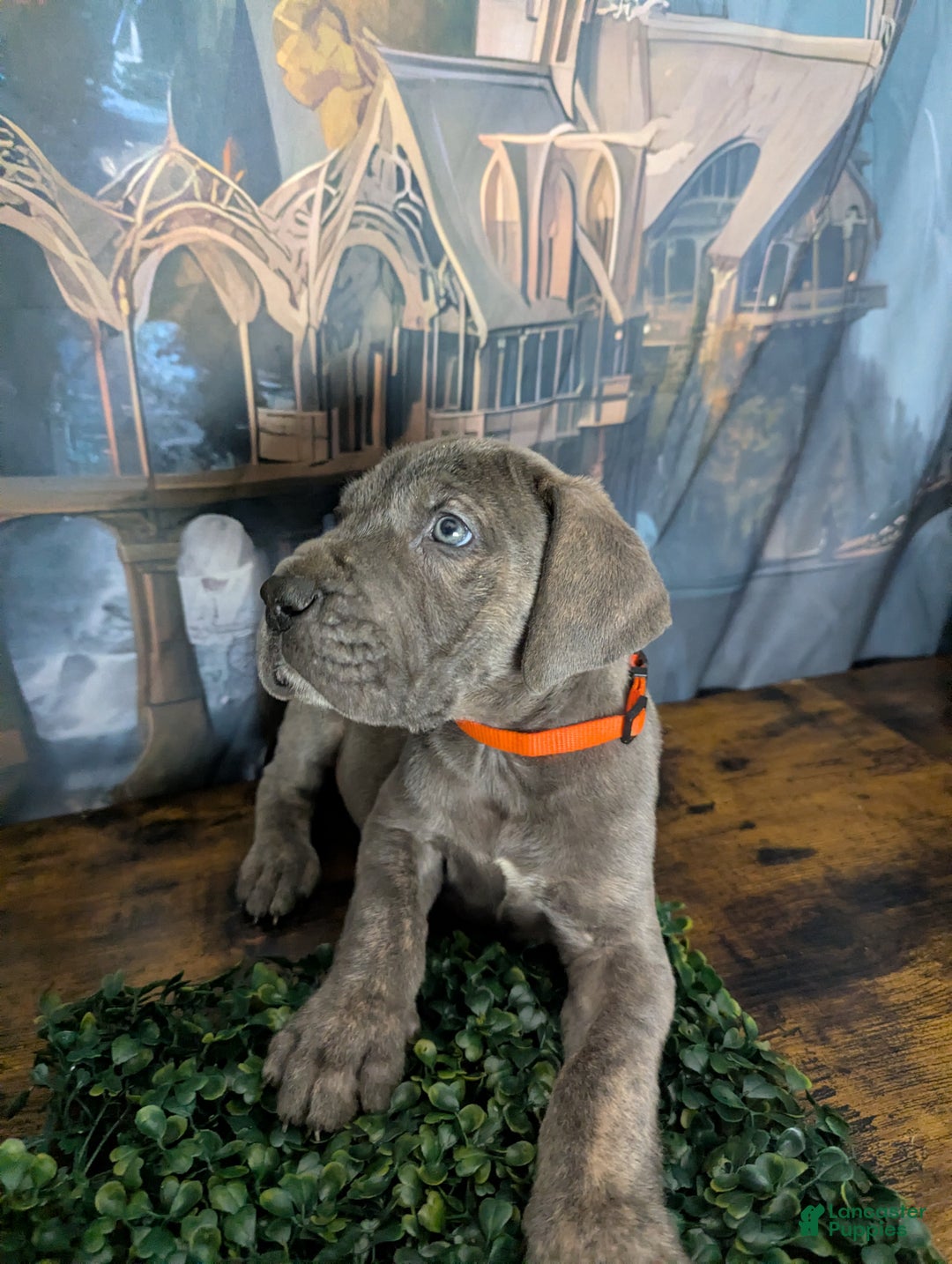 Great Dane dogs for sale: Gimli Male Blue Brindle Great Dane Puppy  - Ad 4