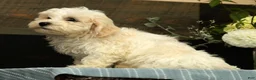 Havanese dogs for sale: Gavin - Ad 4
