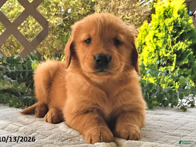 Golden Retriever dogs for sale: Hazel - Ad 1