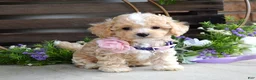 Maltipoo dogs for sale: Hope - Ad 5
