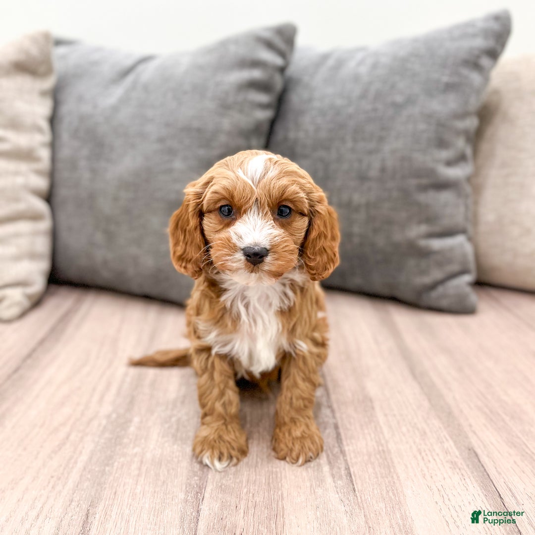 Cavapoo dogs for sale: Rocket - Ad 7