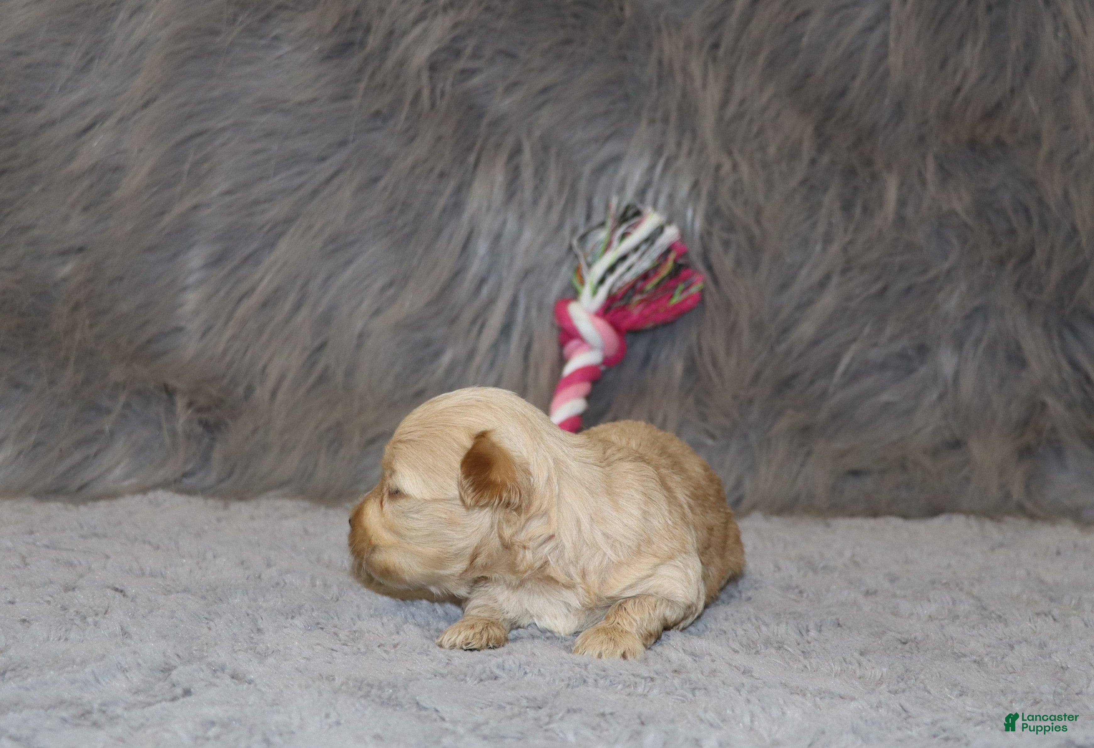 Havapoo dogs Pearl 🌷 Toy/Miniature - Ad 2