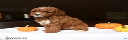 Mini Goldendoodle dogs for sale: Allie - Ad 3