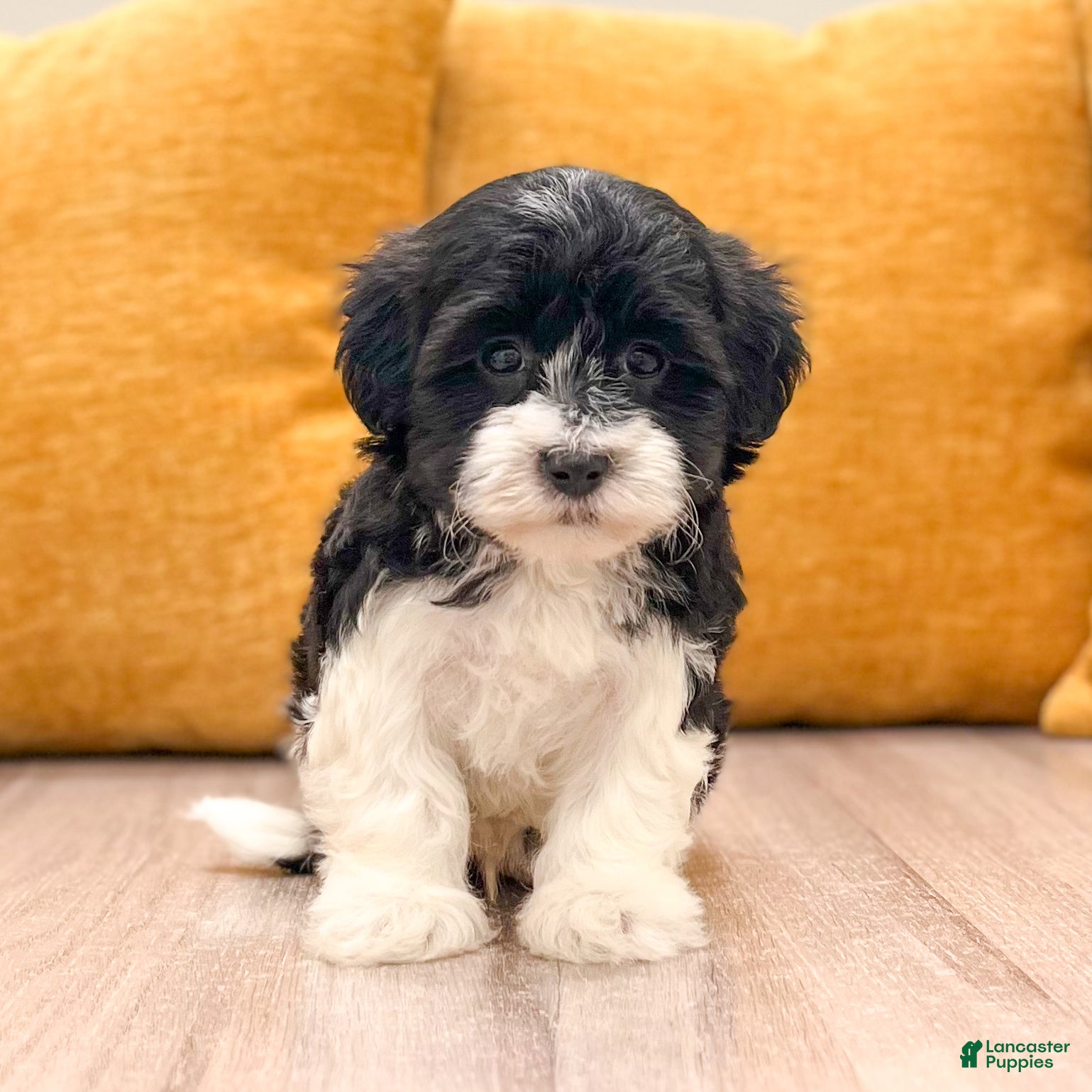 Havanese dogs Chester - Ad 2