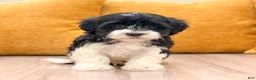 Havanese dogs for sale: Chester - Ad 2