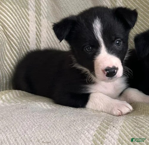 Border Collie dogs Border Collie Puppy 4 Ronnie - Ad 13