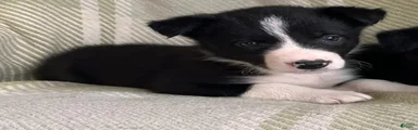 Border Collie Puppy 4 Ronnie