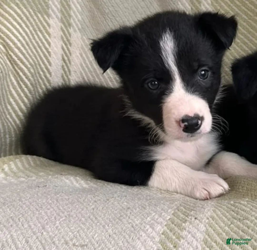 Border Collie dogs for sale: Border Collie Puppy 4 Ronnie - Ad 1