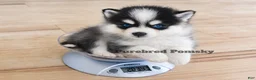 Pomsky dogs for sale: Koda Micro Pomsky - Ad 4