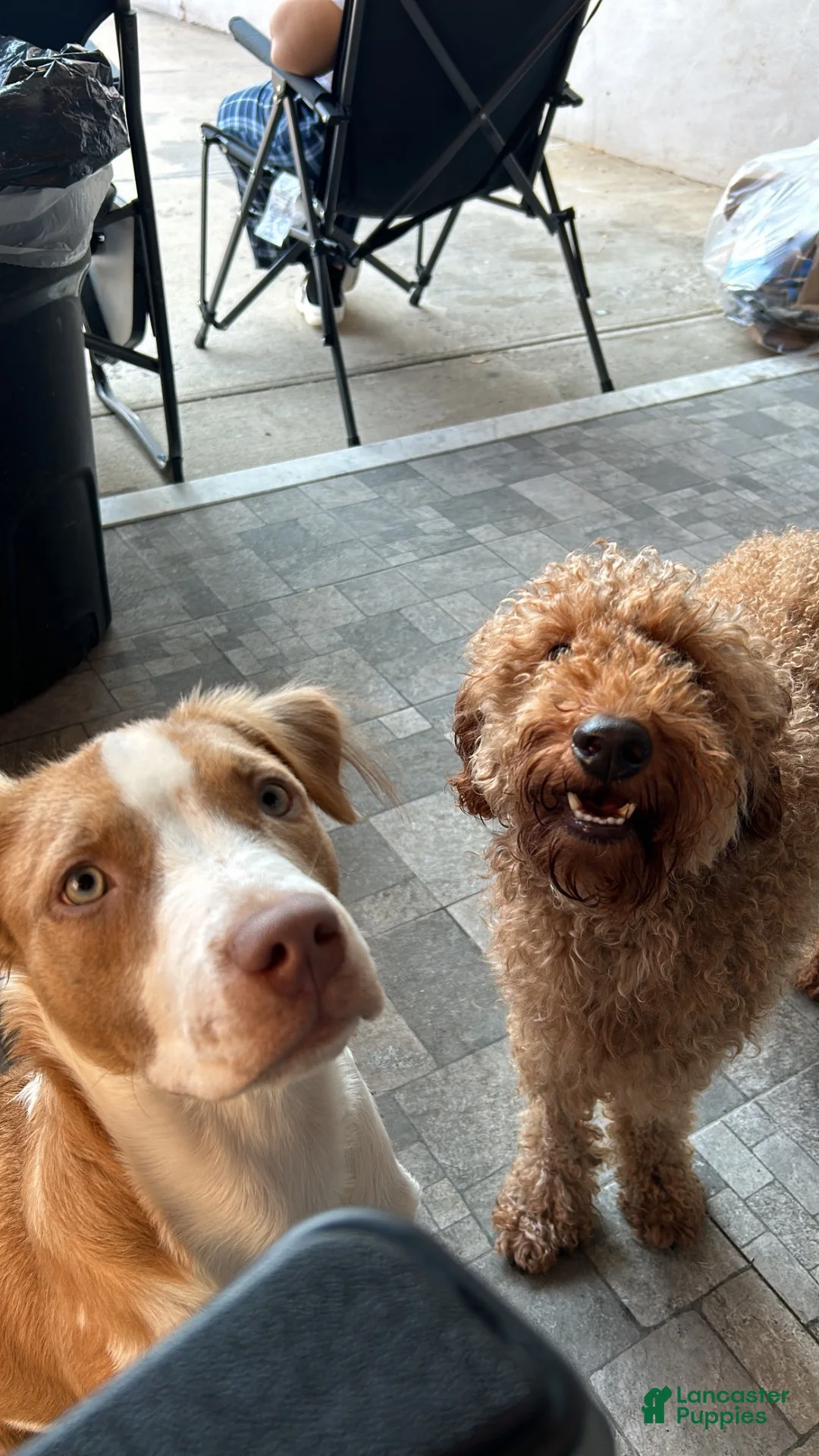 Mixed Breed dogs for sale: Mixed Breed 4 - Ad 5