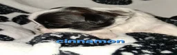 Shih Tzu dogs for sale: Cinnamon  - Ad 2