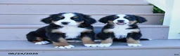 Bernese Mountain Dog dogs for sale: Daisy - Ad 5