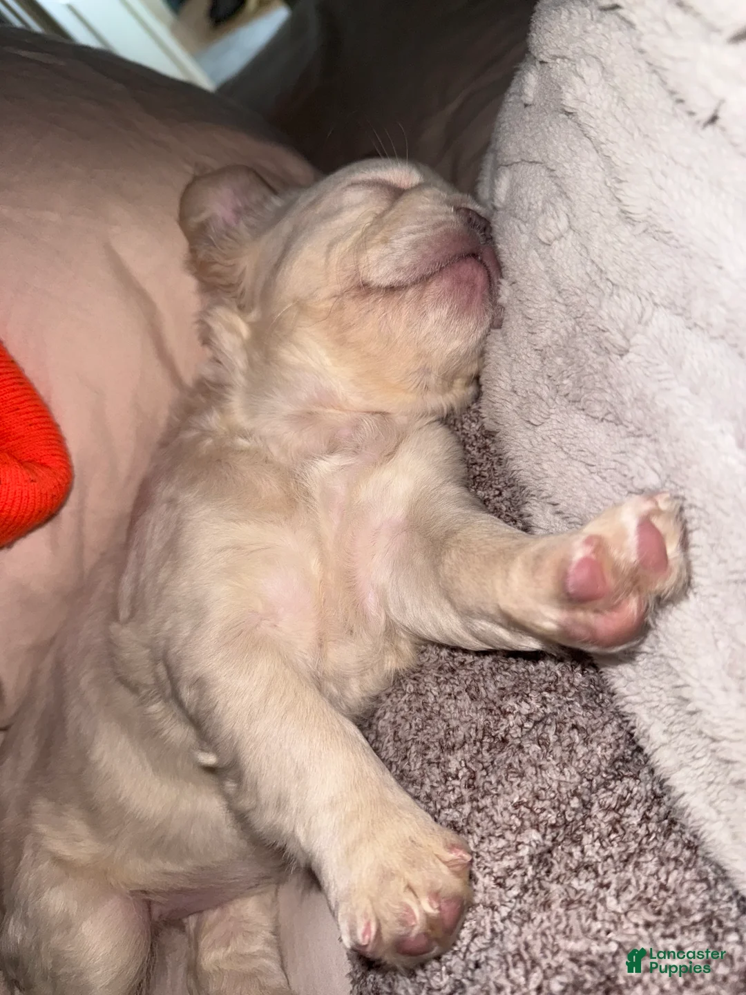 French Bulldog dogs for sale: Mini French Bulldog Puppy!  Fluffy!  Platinum!  - Ad 7