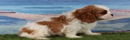 Cavalier King Charles Spaniel dogs for sale: Simon - Ad 6