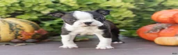 Boston Terrier dogs for sale: Charlie Boston Terrier  - Ad 3