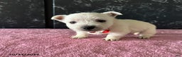 West Highland Terrier dogs for sale: Tina - Ad 3