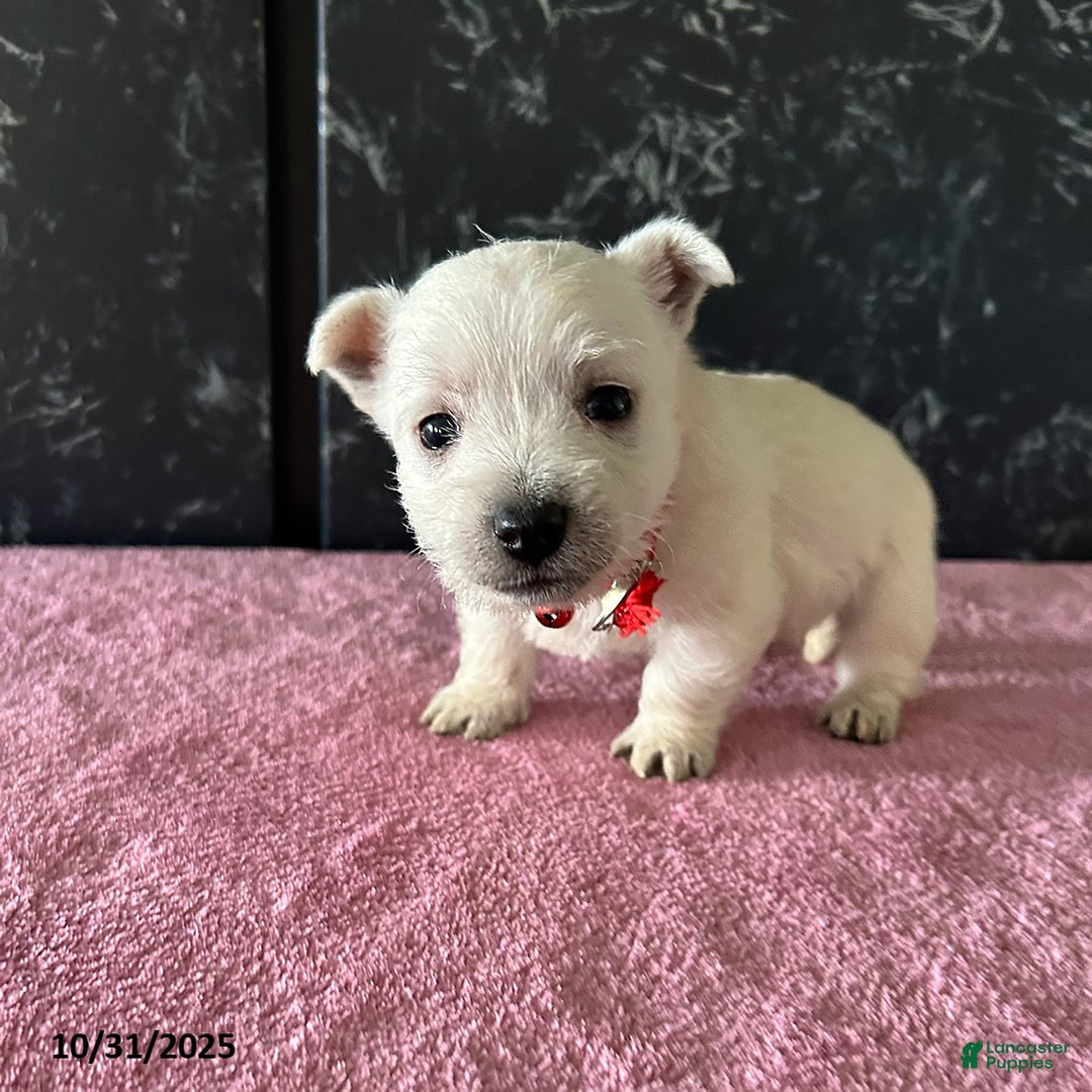 West Highland Terrier dogs for sale: Tina - Ad 3