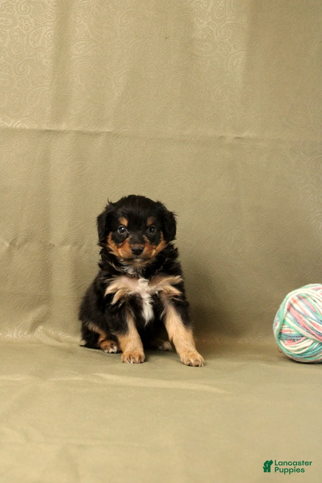 Mini Bernedoodle dogs for sale: Cassia - Ad 4
