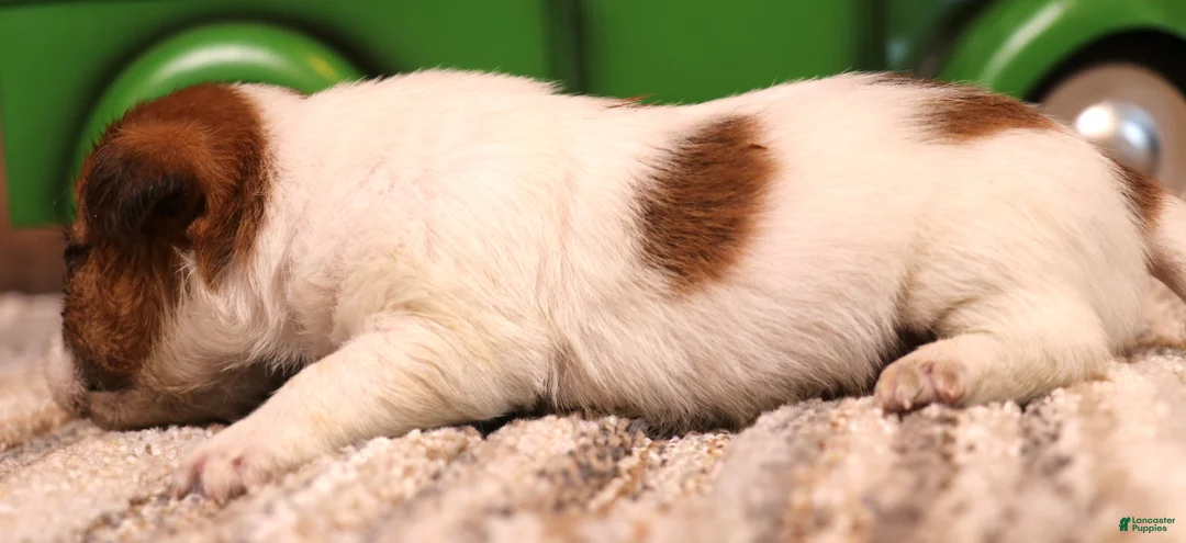 Jack Russell Terrier dogs for sale: Seely white w/ tri markings  - Ad 2