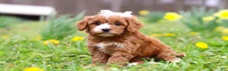 Cavapoo dogs for sale: Lily - Ad 1