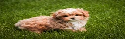 Shihpoo dogs for sale: Bowie - Ad 4