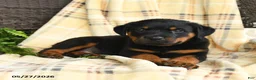 Rottweiler dogs for sale: Hansel - Ad 1