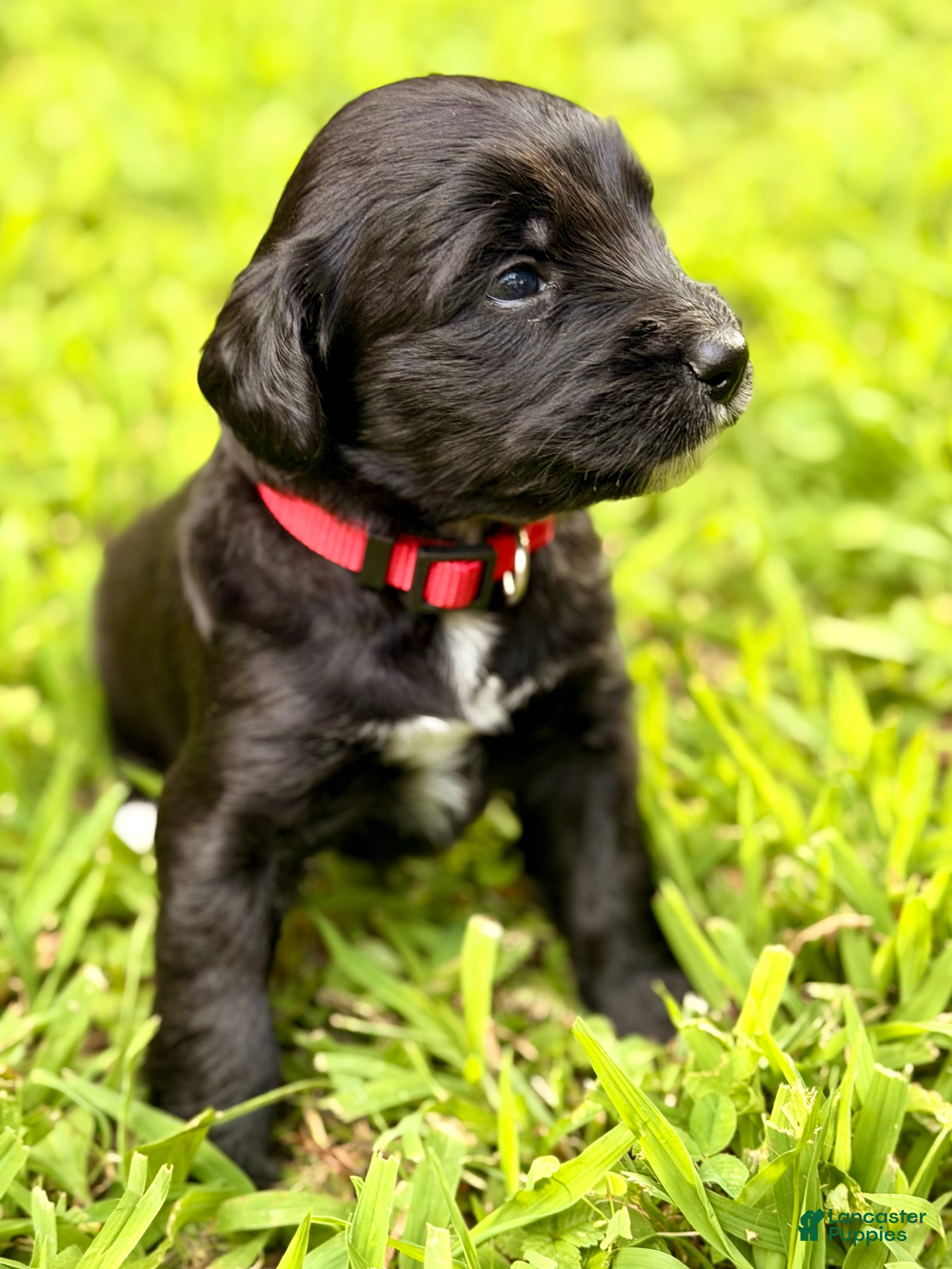 Bernedoodle dogs for sale: Red - most personable, most chill and laid back. - Ad 1