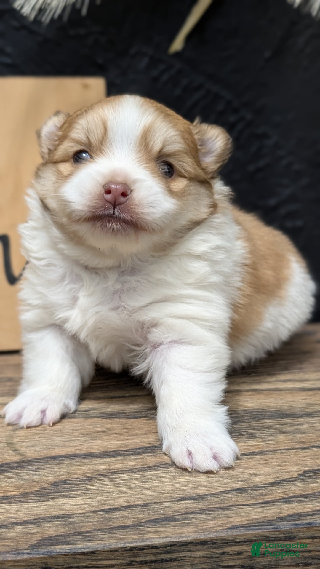 Pomeranian dogs for sale: Yeti  - Ad 8