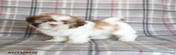 Shih Tzu dogs for sale: Stella - Ad 3