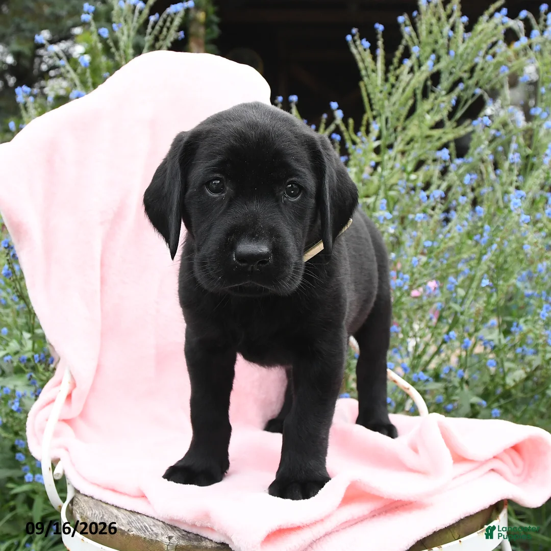 Labrador Retriever dogs for sale: Minty - Ad 1