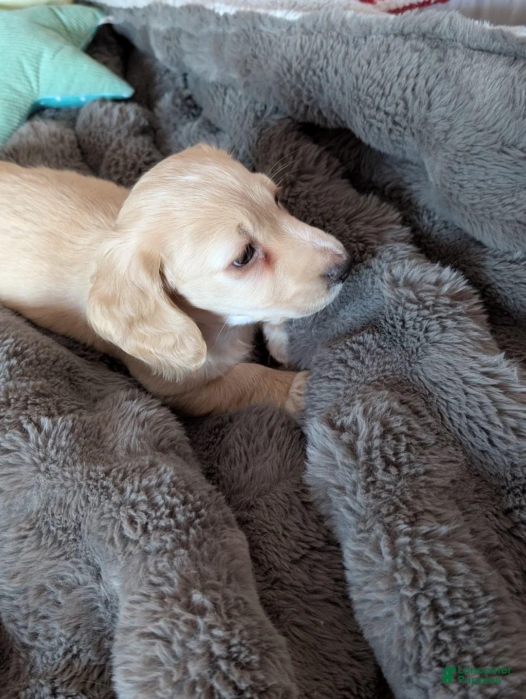 Miniature Dachshund dogs for sale: Miniature Dachshund Puppy 1 - Ad 4