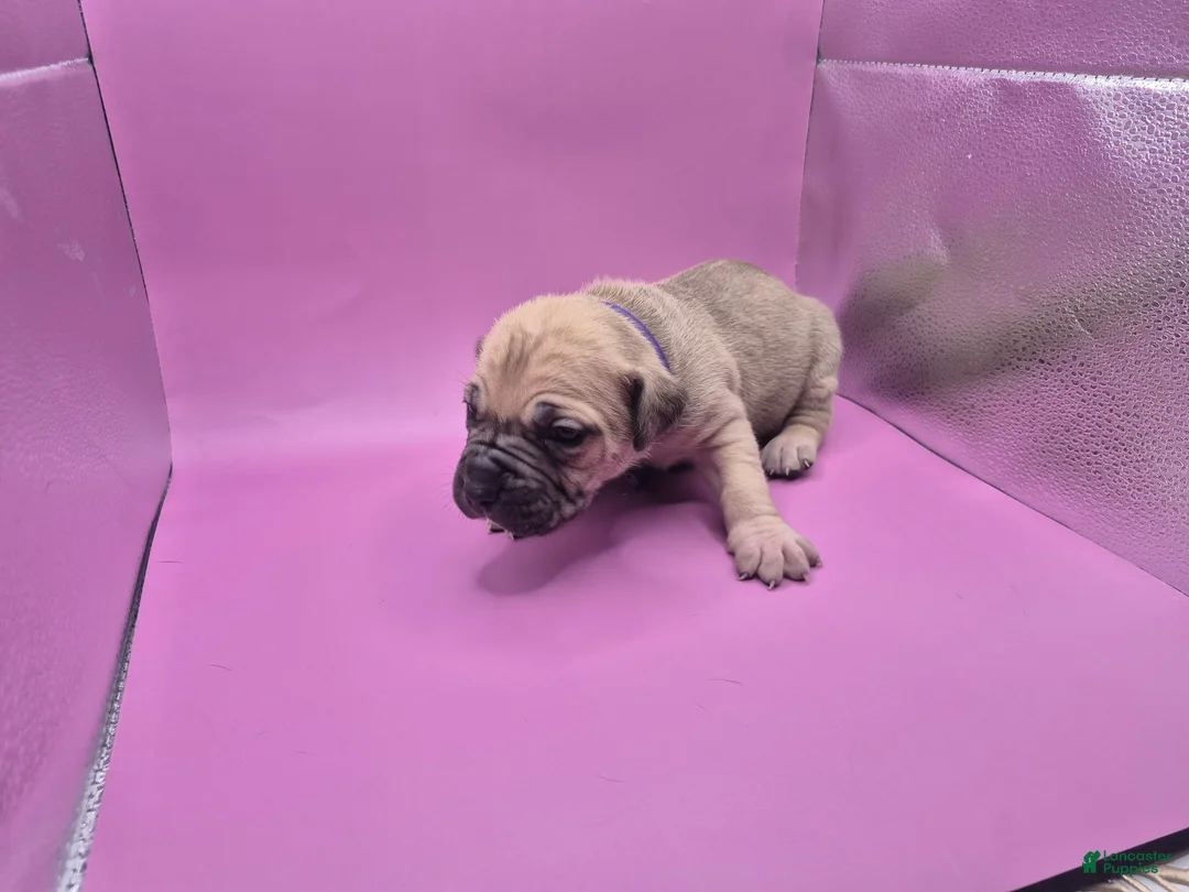 Mixed Breed dogs for sale: Purple collar - Ad 2