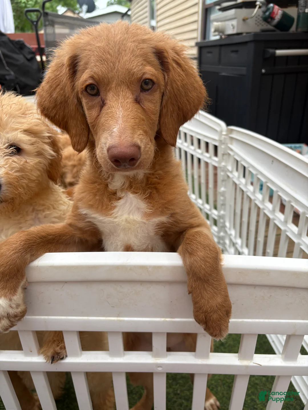 Goldendoodle dogs for sale: Fuchsia  - Ad 1