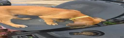 Rhodesian Ridgeback dogs for sale: Yellow Boy  - Ad 3