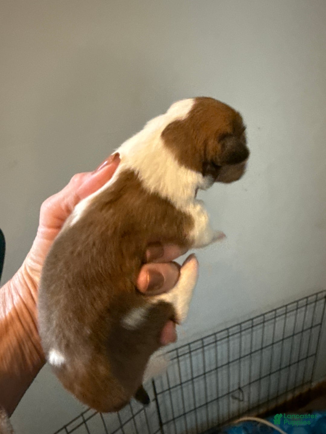 Welsh Corgi Pembroke dogs for sale: Welsh Corgi Pembroke Puppy 1 - Ad 3