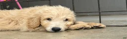 Mini Goldendoodle dogs for sale: Male- WINSTON  - Ad 3
