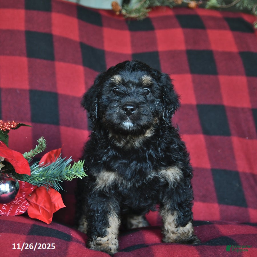 Mini Bernedoodle dogs Blitzen - Ad 2