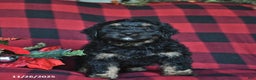 Mini Bernedoodle dogs for sale: Blitzen - Ad 1