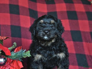 Mini Bernedoodle dogs Blitzen - Ad 18