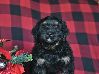 Mini Bernedoodle dogs Blitzen - Ad 28