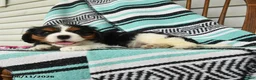 Cavalier King Charles Spaniel dogs for sale: Hatty - Ad 4