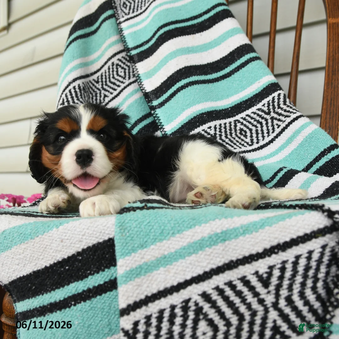Cavalier King Charles Spaniel dogs for sale: Hatty - Ad 4