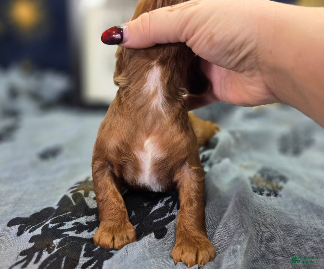 Cockapoo dogs for sale: Grinch - Ad 4