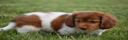Miniature Dachshund dogs for sale: Peanut - Ad 7