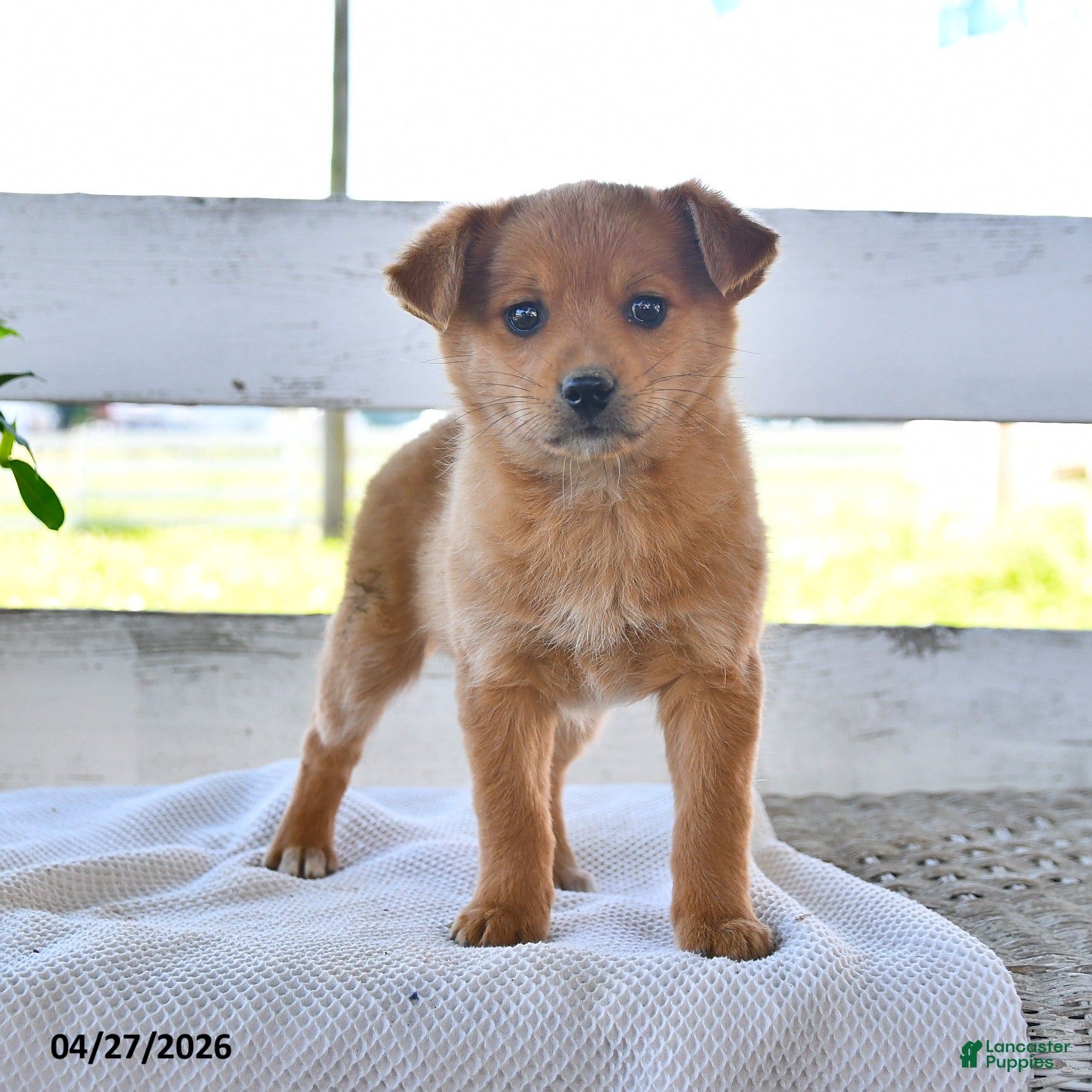 Mixed Breed dogs Chester - Ad 1