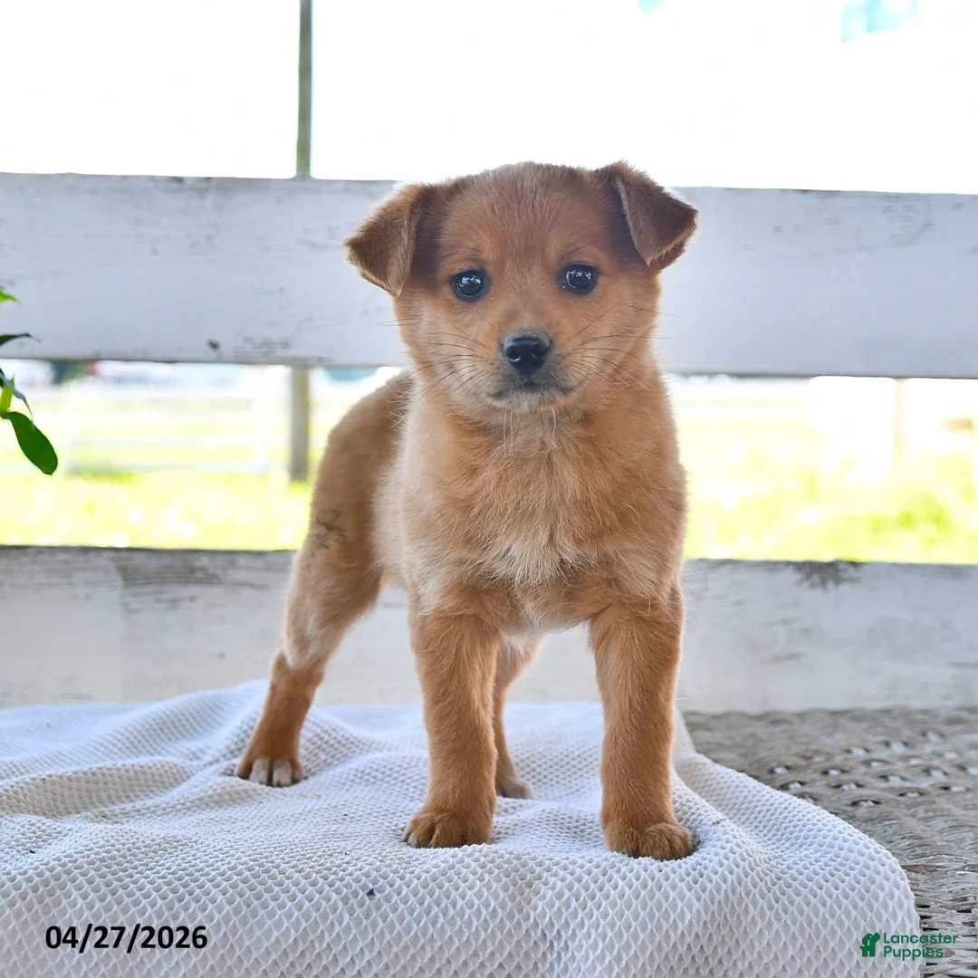 Mixed Breed dogs for sale: Chester - Ad 1