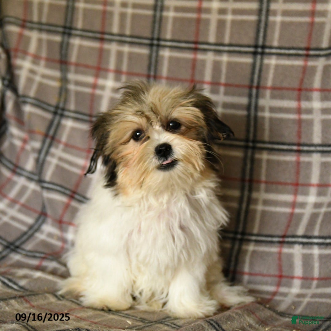 Shorkie dogs for sale: Karl - Ad 7