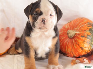 Mixed Breed dogs - Ad 19